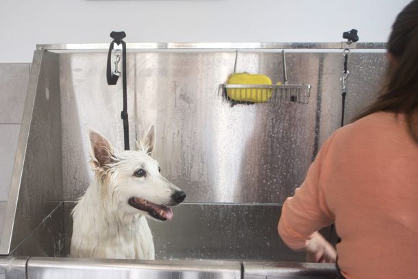 Shampooing traitant chien